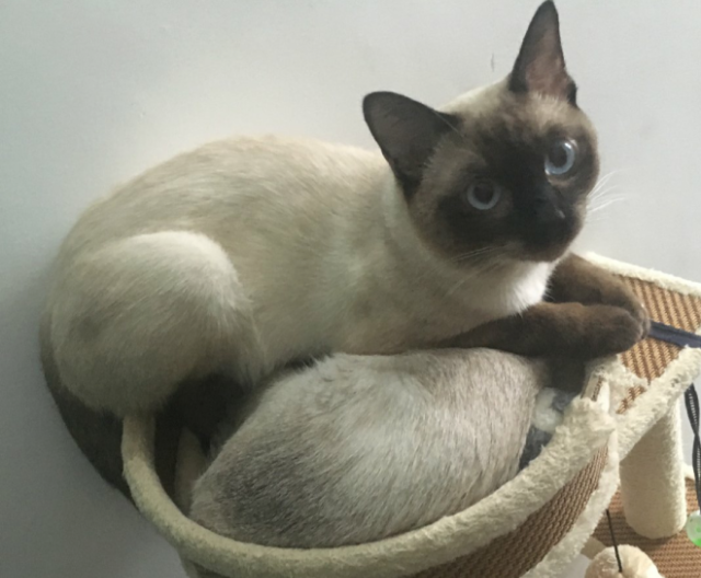 暹罗猫,虽然是短毛猫中的贵族,但却有一个"挖煤的"绰号