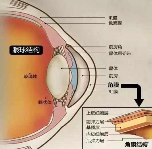 角膜是「通往世界的窗户」形象的来说角膜是覆盖在眼睛前部的清澈组织