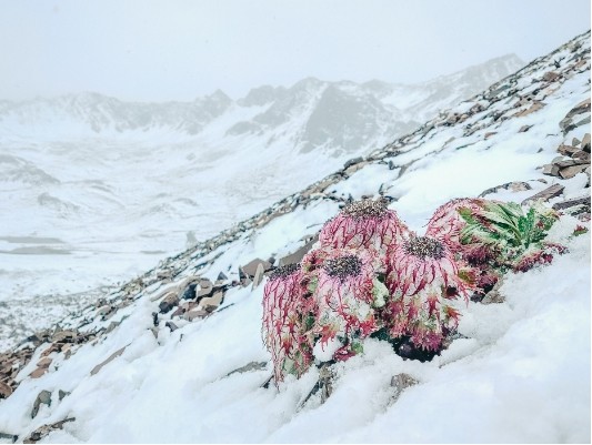 高原|高山上的水母雪兔子，经历10个月的霜冻期，为什么还能活下来？