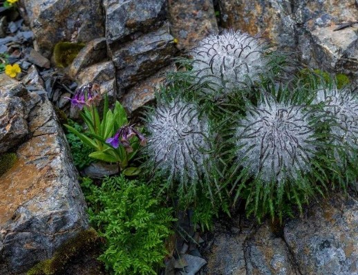 高原|高山上的水母雪兔子，经历10个月的霜冻期，为什么还能活下来？