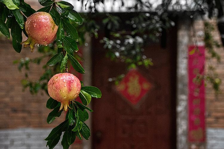 雅趣|雅趣说“石榴”：累累枝上实，满腹饱珠玑