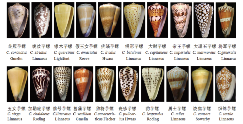 王新文|华大海洋王新文：从蓝色“宝库”中寻找新药