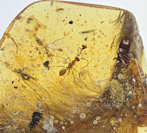 《侏罗纪公园》中的琥珀 熟悉这部电影的人都知道,老头子用这只蚊子体