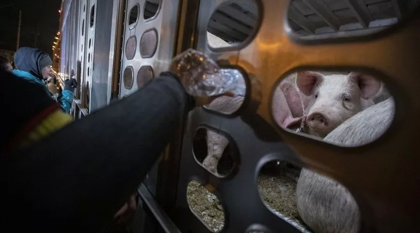 美国爱猪人士夜闯屠宰场用担架救猪被捕