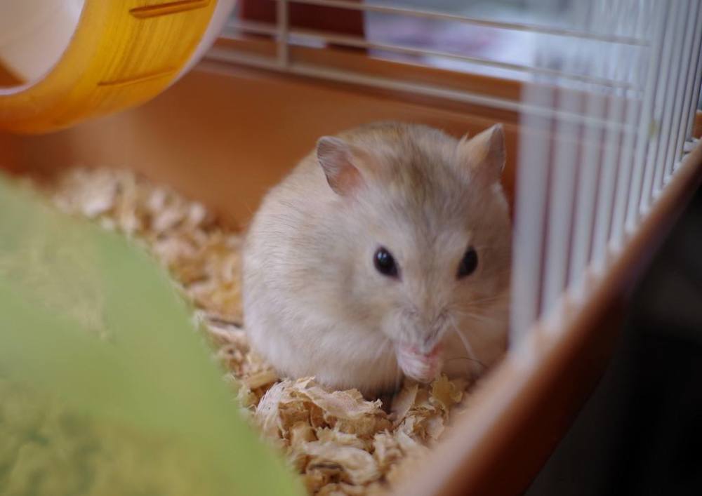 把仓鼠丢进一箱葵花籽中 下一秒仓鼠像疯了一样 大家忍住别笑 腾讯新闻