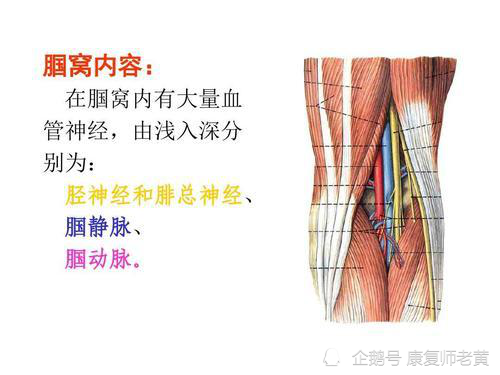 筋膜枪虽好,但这7个部位千万不能用!|筋膜枪|肌肉