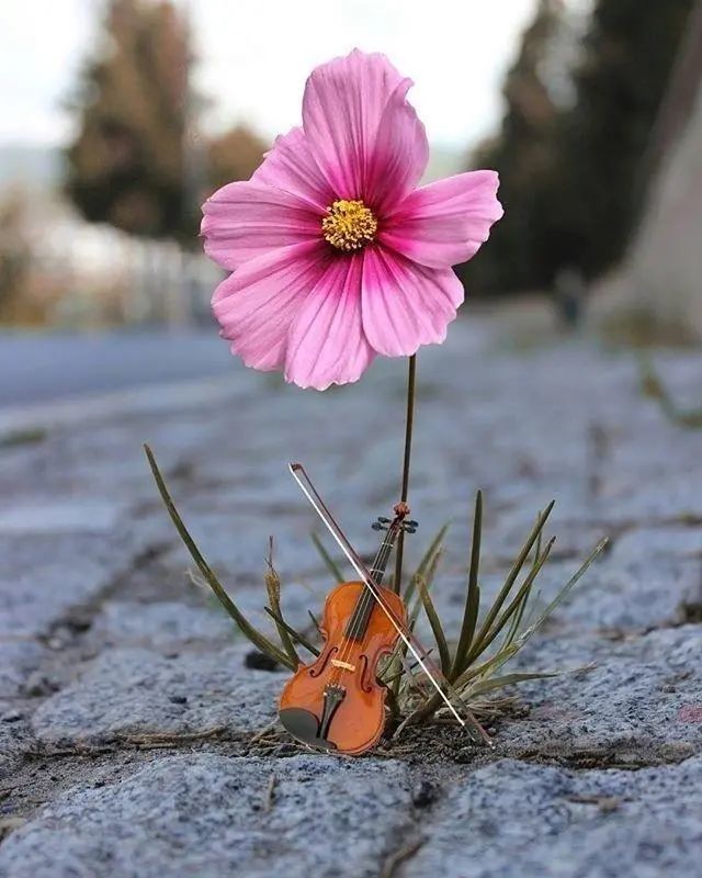 花草能治愈一切经典语录(花草可以治愈人心灵的经典说说)