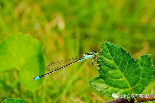 过敏性紫癜|血液病医学研究院北京中科血康：这件事对于过敏性紫癜的人很重要