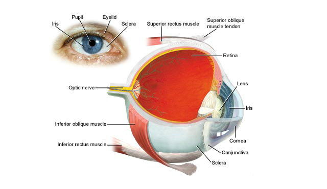 青光眼视神经萎缩的分类