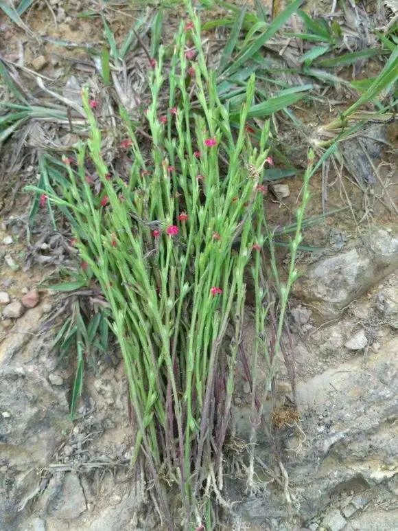 民间草药独脚金