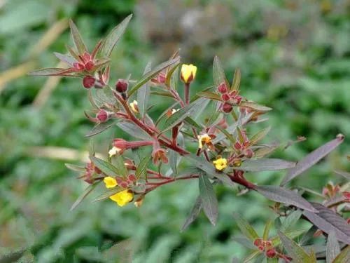 这草药,既可治喉痛,又可消水肿,还可治痔疮_腾讯新闻