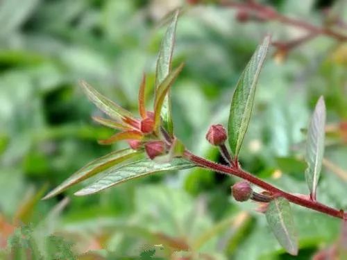 这草药,既可治喉痛,又可消水肿,还可治痔疮|丁香|草药|痔疮|水肿|台湾