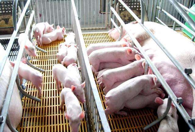 母猪|猪场|仔猪|后备母猪