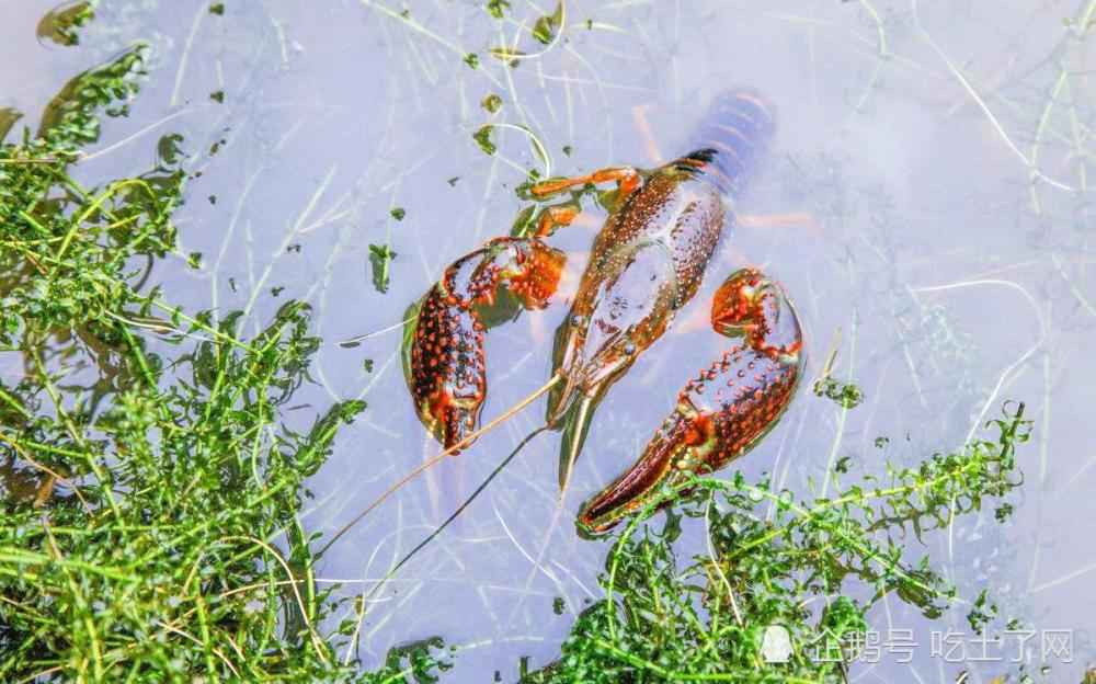 小龙虾|2020年小龙虾养殖技术大全，新手老手必看