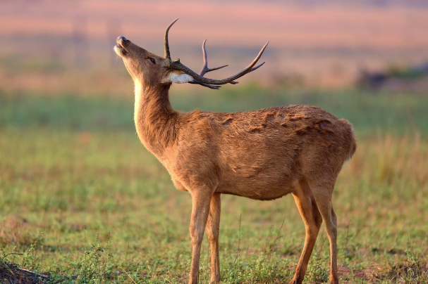 心理学家:4只灵鹿,你会和哪只交流?测你内心深处最离不开谁