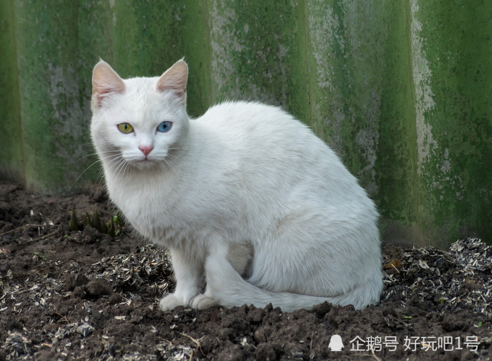 关于白猫的n个真相_腾讯新闻