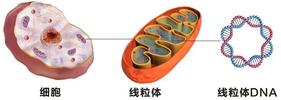 衰老|为何越老越容易患癌，衰老加速肠道肿瘤？