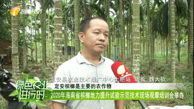 年海南省槟榔地力提升试验示范技术现场观摩培训会举办 琼海 槟榔地力提升效果显著用肥经验全省推广 腾讯新闻