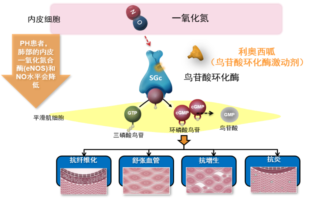 肺高压动脉治疗方案_肺动脉高压如何治疗_肺高压动脉治疗原则