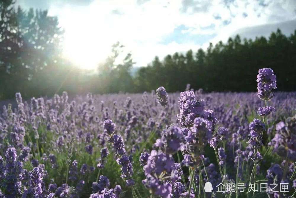 本地人都不知道 位于北海道森林深处浪漫神秘的 心 形湖 腾讯新闻