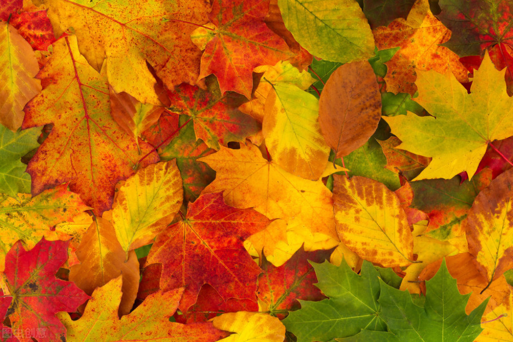 满天的落叶|情诗：《满天的落叶》