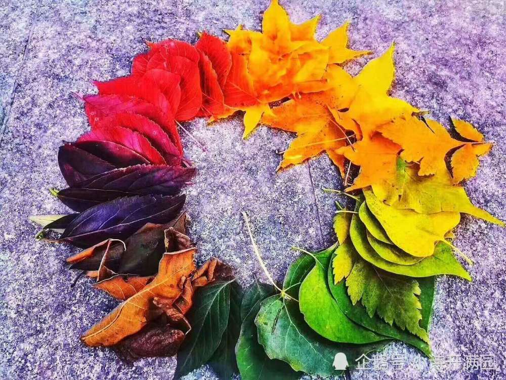 满天的落叶|情诗：《满天的落叶》