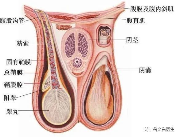 男科学阴茎解剖的简单介绍 男科学阴茎解剖

的简单

先容
《男科解剖图谱》 男科男健