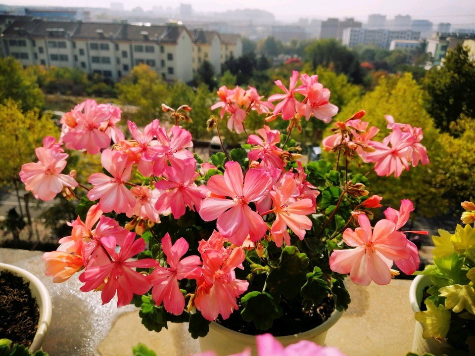 秋季天竺葵睡醒后用2种肥换着喂花期提前1个月