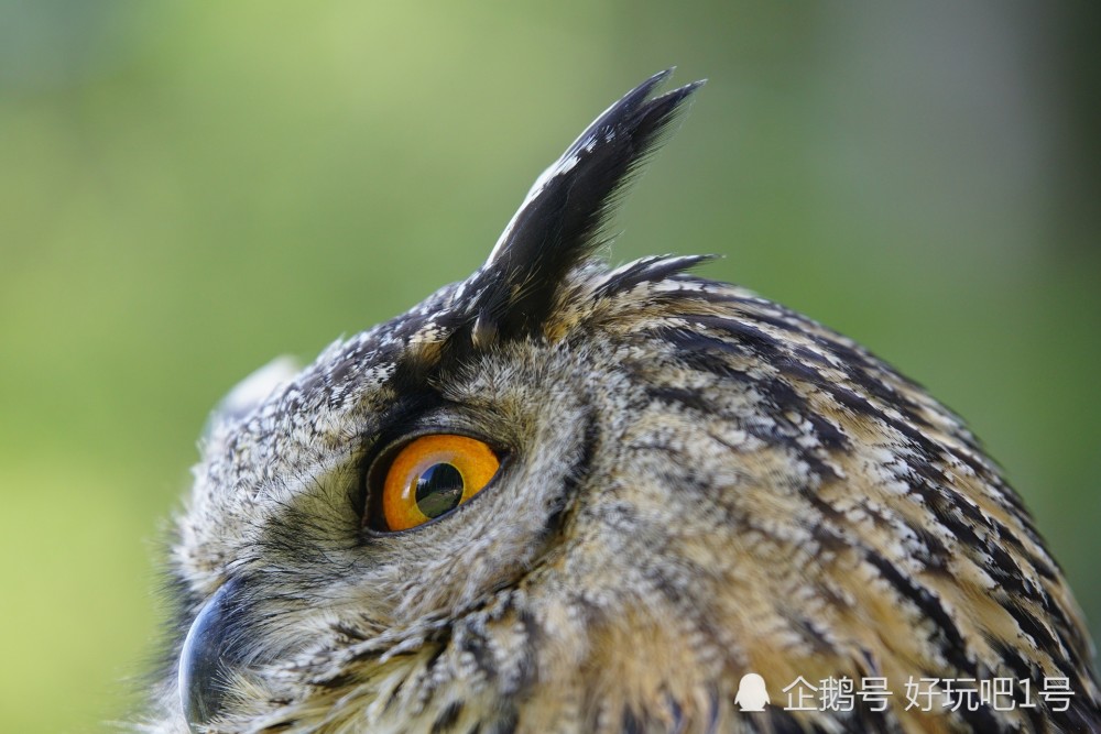 鸟类的耳朵有多特别
