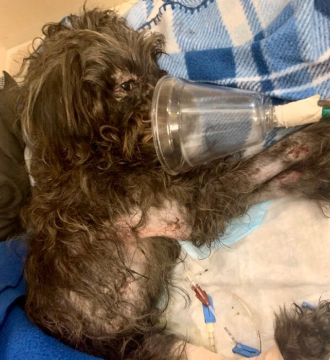 泰迪犬遭受虐待身受重伤却被人随手扔出车外余生只能躺着苟活