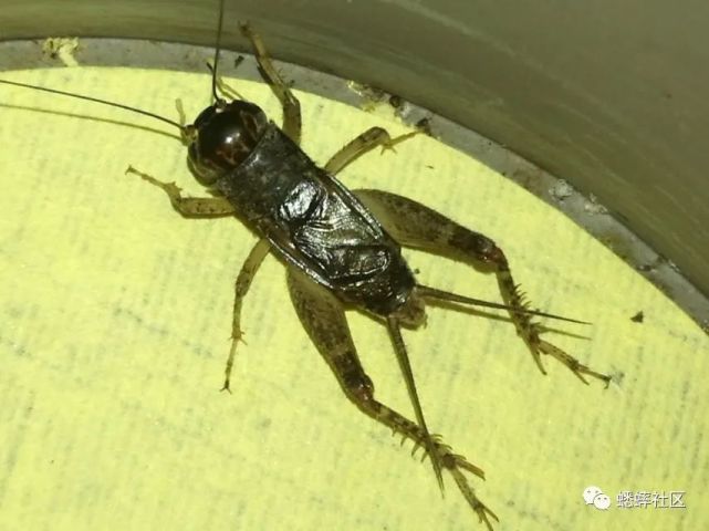 蟋蟀 上海本地虫 双跳足在本虫中较为少见 蟋蟀 斗口