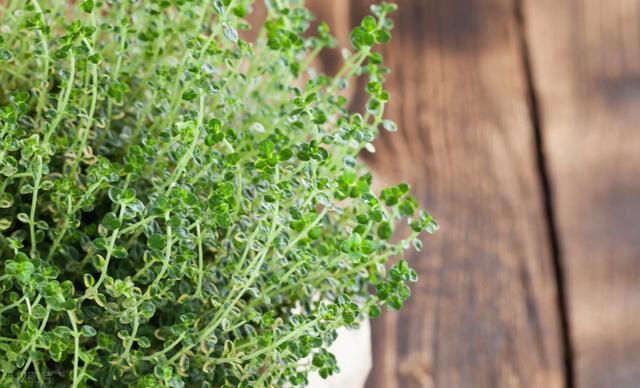 用了2000年的麝香草别让名字误导了你它还藏有这些秘密