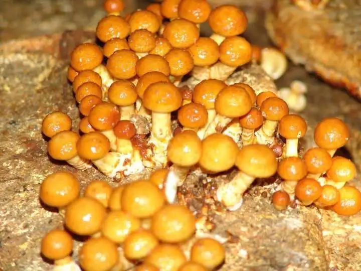 岫岩滑子蘑入选中欧首批地理标志保护名单