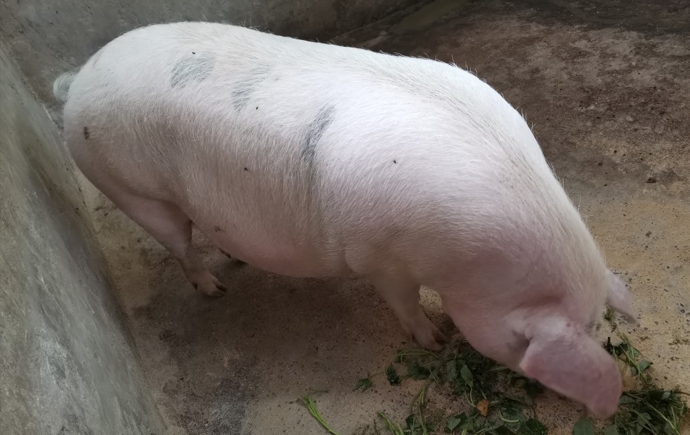 养母猪,想要母猪多产仔,学会五点,能提高母猪产仔数_腾讯新闻