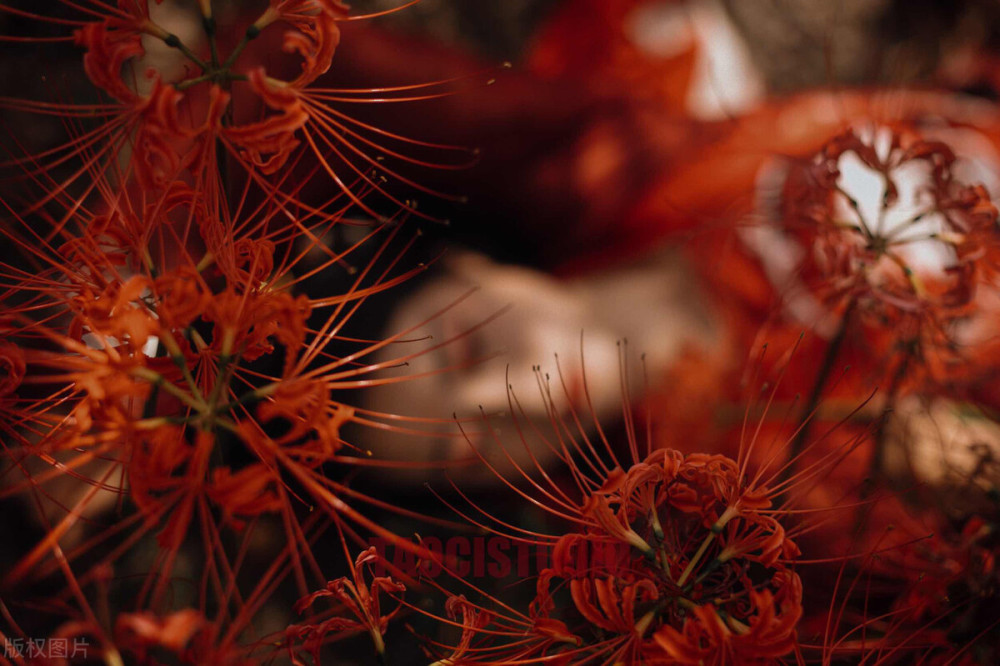 彼岸花开彼岸 花开无叶 叶生无花 想念相惜不得相见 独游黄泉 腾讯新闻