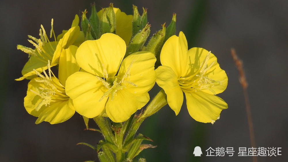 10月2日 6日星座运势 白羊随机应变 天秤集中精力 双鱼斗志昂扬 腾讯新闻