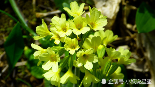 10月2日星座运势攻守俱佳 称心如意的四大星座 星座 双鱼座 金牛座 射手座 处女座 星座运势