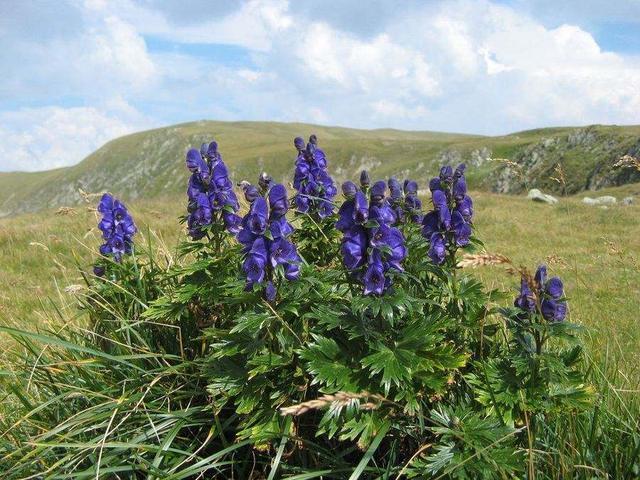 草原的 神奇植物 可以说草原就是一个天然野生花卉园 腾讯新闻