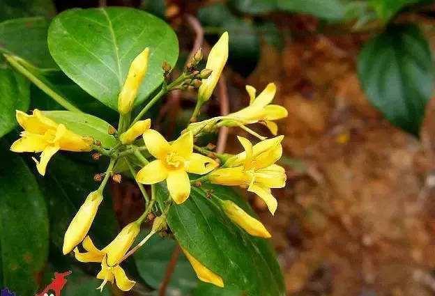 草原的 神奇植物 可以说草原就是一个天然野生花卉园 腾讯新闻