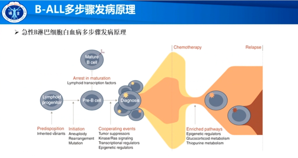 陈赛娟院士急性b淋巴细胞白血病的发病机制研究