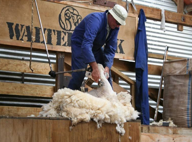 图为澳大利亚羊毛产业