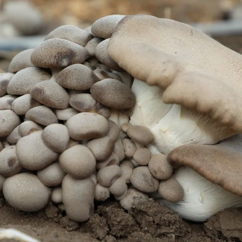 双节期间来三坪农场采摘天山雪莲菇吧