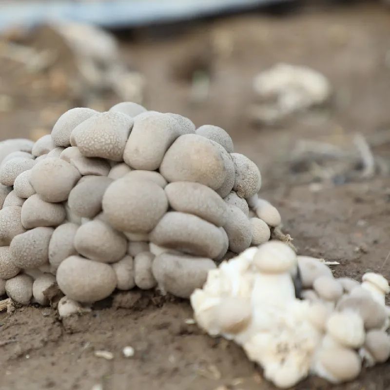 双节期间来三坪农场采摘天山雪莲菇吧