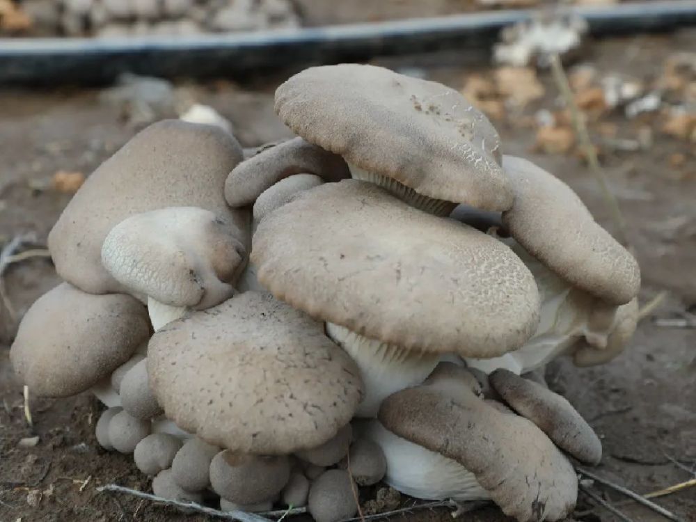 双节期间来三坪农场采摘天山雪莲菇吧