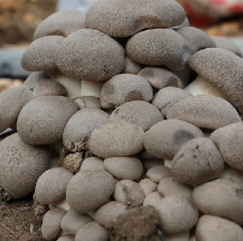 新疆天山蘑菇种类图片