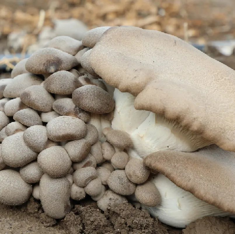 双节期间来三坪农场采摘天山雪莲菇吧