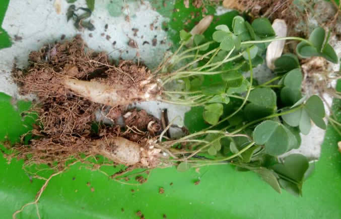 路边常见的酸浆草根下有水晶小时候常吃现在来盆栽