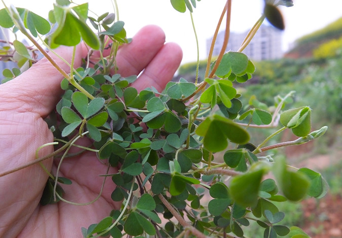 路边常见的酸浆草根下有水晶小时候常吃现在来盆栽