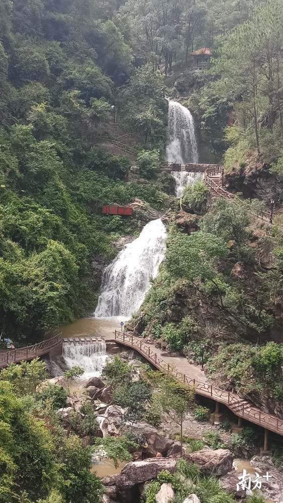 清凉山郊野公园泮坑枫林湾开放首日爆棚有枫情万种的红枫还有森林钢琴