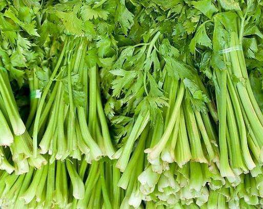 零成本種盆栽芹菜，簡單好操作！